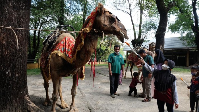 Libur Sekolah ke Taman Satwa Taru Jurug Solo, Seru Juga! Taman Satwa Taru Jurug (TSTJ) Solo menarik untuk dikunjungi saat libur sekolah. Kebun binatang itu memiliki beragam satwa, mulai dari unta hingga burung pelikan