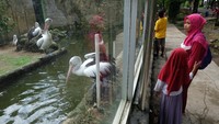 Kebun binatang itu memiliki beragam koleksi satwa, salah satunya burung pelikan. 