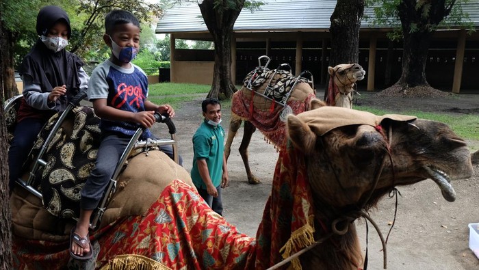 Libur Sekolah ke Taman Satwa Taru Jurug Solo, Seru Juga! Taman Satwa Taru Jurug (TSTJ) Solo menarik untuk dikunjungi saat libur sekolah. Kebun binatang itu memiliki beragam satwa, mulai dari unta hingga burung pelikan