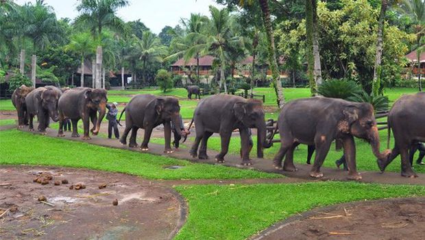 Mason Elephant Park & Lodge