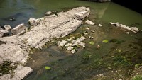 Penampakan reruntuhan bangunan jembatan kuno yang muncul saat Sungai Tiber di Roma, Italia, mengering, Jumat (24/6/2022).