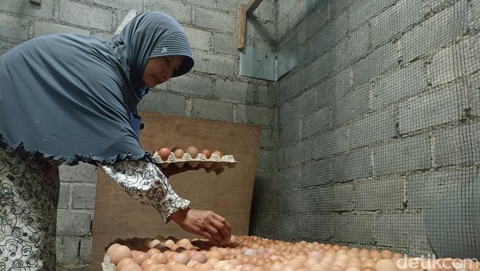 peternak ayam petelur blitar