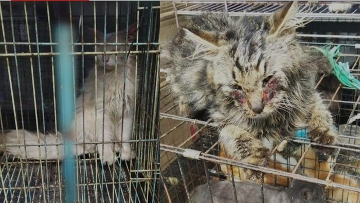 Petisi selamatkan kucing di Pasar Splendid Malang