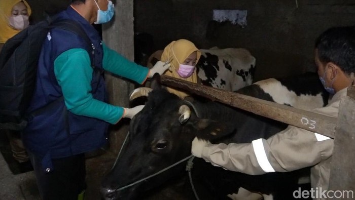 Petugas Disnakan Boyolali melakukan vaksin PMK ke sapi-sapi di Dukuh Kuncen, Desa Samiran, Kecamatan Selo, Senin (27/6/2022).