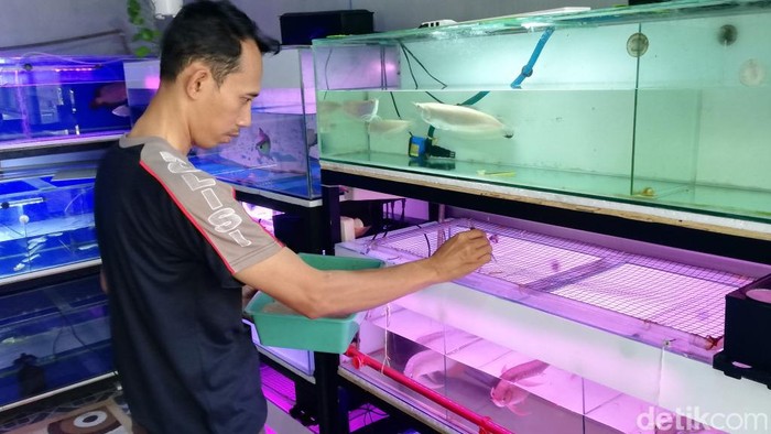 polisi dokter arwana