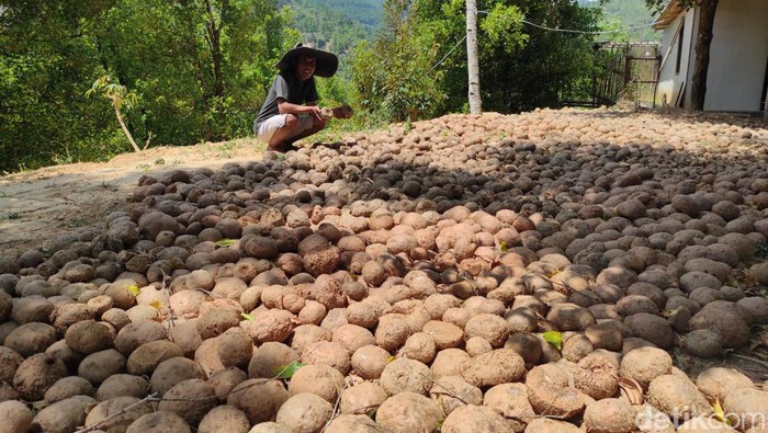 Petani porang wonogiri menunda panen karena harga porang anjlok.