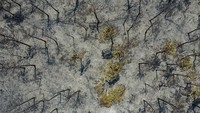 Hutan yang terbakar pun kini menghitam dan tandus. Can Erok/Getty Images.