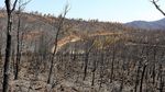 Potret Hutan di Turki yang Hitam-Tandus Akibat Kebakaran