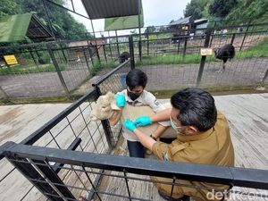 Ribuan Hewan Ternak di KBB Terpapar Wabah PMK