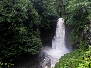 5 Fungsi Air Bagi Tumbuhan, Ini Penjelasannya Secara Lengkap