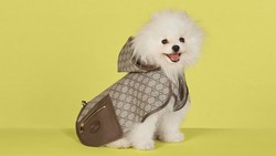 Gucci Rilis Aksesori Stylish untuk Anjing-Kucing, Harga Mulai Rp 2,6 Juta