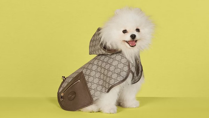 Aksesori Anjing Gucci Aksesori Anjing Gucci