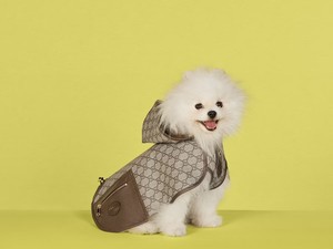 Gucci Rilis Aksesori Stylish untuk Anjing-Kucing, Harga Mulai Rp 2,6 Juta