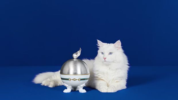 Aksesori Anjing Gucci