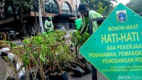 Petugas juga menggemburkan tanah sebelum menanam bunga bougenville. 