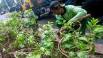Aksi Pasukan Hijau Mempercantik Jalanan Jakarta