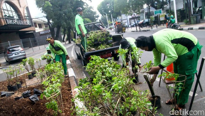Aksi Pasukan Hijau Mempercantik Jalanan Jakarta Petugas menanam bunga bougenville di Jalan Gunawarman, Jakarta Selatan. Penanaman bunga bertujuan untuk mempercantik lokasi.
