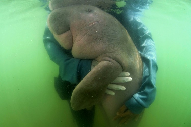 Apakah Ikan Duyung Itu Nyata? Simak 3 Faktanya di Sini Ikan duyung sering disebut dengan putri duyung. Namun, apakah ikan duyung itu sama dengan dugong? Simak penjelasannya berikut ini.