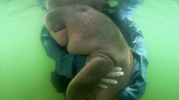 Kepunahan dugong di China harus menjadi peringatan bagi wilayah lain di mana dugong masih eksis, seperti di Australia dan Afrika Timur. Foto: Sirachai ARUNRUGSTICHAI/AFP