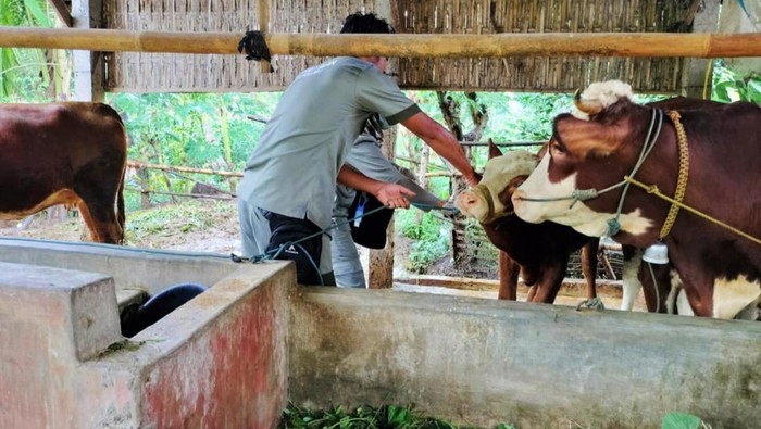 Banyuwangi Tuntaskan Vaksin Tahap Pertama 3.300 Ekor Sapi