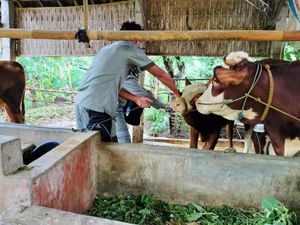 Wabah PMK Merebak, Pemerintah Tetapkan Status Keadaan Darurat