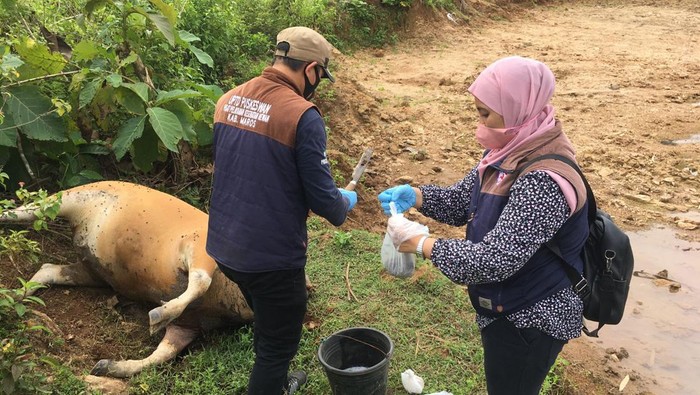 Dinas Peternakan Maros saat mengambil sampel sapi yang mati mendadak untuk diperiksa.