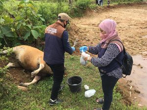 BBVET Maros Selidiki Penyebab Kematian Sapi Diduga Antraks