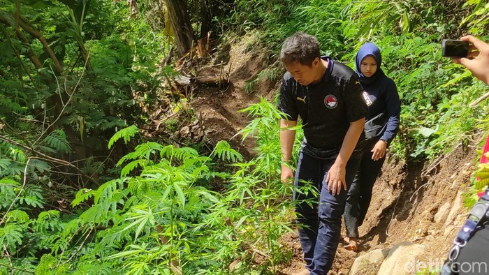 Polisi ungkap ladang ganja di Gunung Karuhun Kecamatan Campaka Kabupaten Cianjur