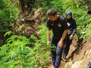 Ladang di Gunung Karuhun Cianjur Pernah Panen 3 Kilo Ganja
