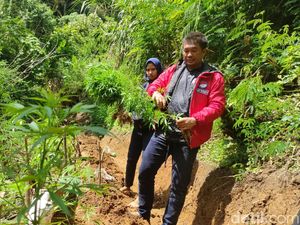 Ternyata Lokasi Ladang Ganja di Gunung Karuhun Cianjur di Lahan Perhutani