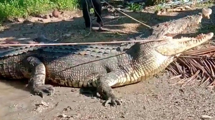 Lihat Aksi Kakek di Buton Tangkap Buaya 4 Meter Pakai Tali Seekor buaya dengan panjang 4 meter menghebohkan warga Buton, Sulawesi Tenggara. Aksi Usman (53) saat mencoba menangkap buaya dengan tali pun curi perhatian.