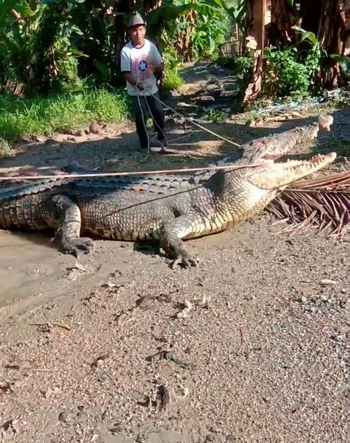 Lihat Aksi Kakek di Buton Tangkap Buaya 4 Meter Pakai Tali Seekor buaya dengan panjang 4 meter menghebohkan warga Buton, Sulawesi Tenggara. Aksi Usman (53) saat mencoba menangkap buaya dengan tali pun curi perhatian.