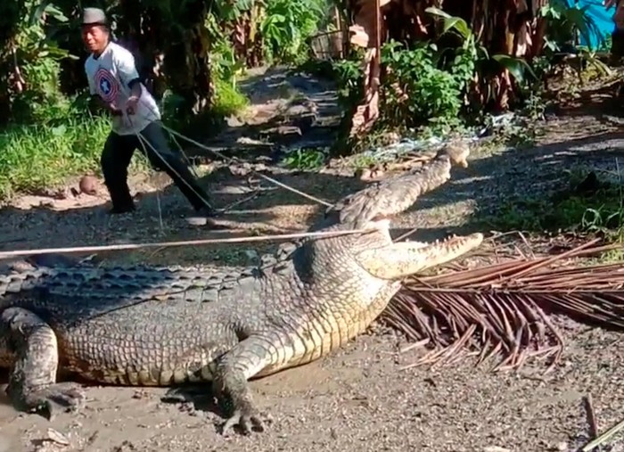 Seekor buaya dengan panjang 4 meter menghebohkan warga Buton, Sulawesi Tenggara. Aksi Usman (53) saat mencoba menangkap buaya dengan tali pun curi perhatian.