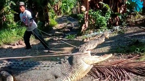 Seekor buaya dengan panjang 4 meter menghebohkan warga Buton, Sulawesi Tenggara. Aksi Usman (53) saat mencoba menangkap buaya dengan tali pun curi perhatian.