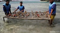 Selain itu dilakukan pembuatan 188 unit substrat dengan memberdayakan masyarakat setempat.