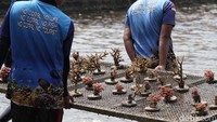 Penanaman terumbu karang ini bertujuan untuk melestarikan biota laut di Kepulauan Seribu.