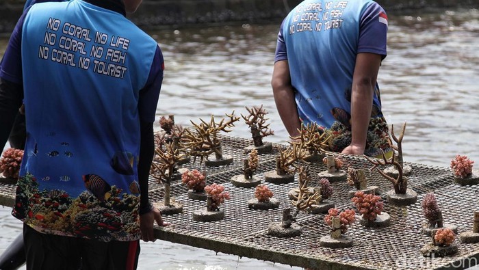 Penanaman terumbu karang dilakukan di Pulau Tidung, Kepulauan Seribu, Selasa (28/6). Penanaman terumbu karang ini bertujuan untuk melestarikan biota laut di Kepulauan Seribu.