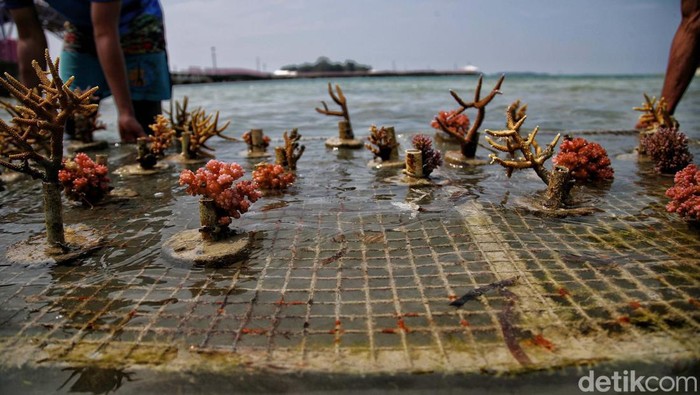 Penanaman terumbu karang dilakukan di Pulau Tidung, Kepulauan Seribu, Selasa (28/6). Penanaman terumbu karang ini bertujuan untuk melestarikan biota laut di Kepulauan Seribu.