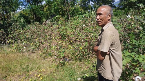 I Nyoman Dayuh saat menunjukan tanaman kapas miliknya di di Banjar Dinas Tegallanglangan, Desa Datah, Kecamatan Abang, Kabupaten Karangasem, Selasa (28/6/2022)