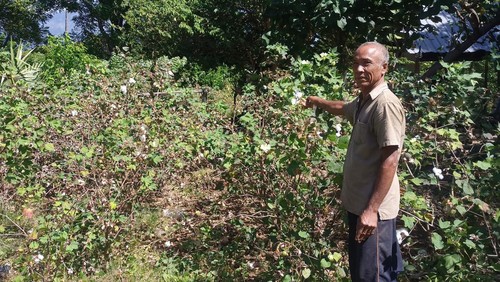 I Nyoman Dayuh saat menunjukan tanaman kapas miliknya di di Banjar Dinas Tegallanglangan, Desa Datah, Kecamatan Abang, Kabupaten Karangasem, Selasa (28/6/2022).