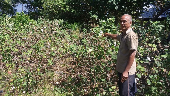 I Nyoman Dayuh saat menunjukan tanaman kapas miliknya di di Banjar Dinas Tegallanglangan, Desa Datah, Kecamatan Abang, Kabupaten Karangasem, Selasa (28/6/2022).