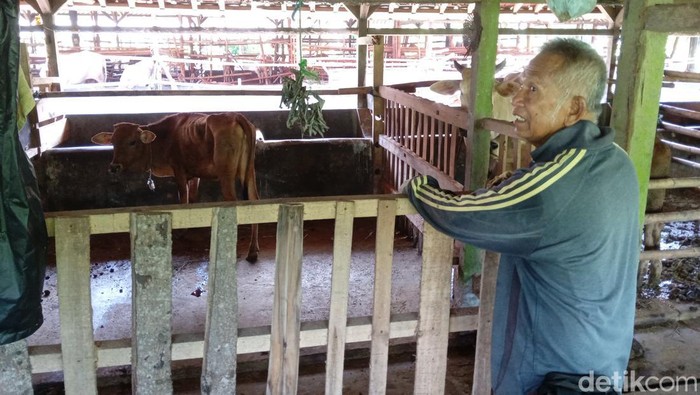 Peternakan sapi di Pangandaran
