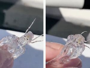 Nelayan Temukan Makhluk Transparan Mirip Alien