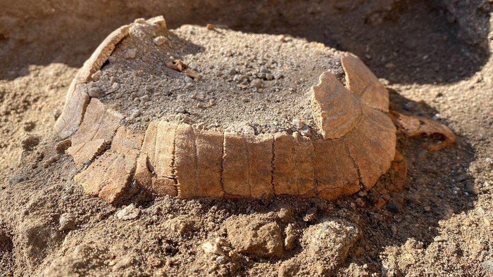 Pompeii: Kura-kura hamil berusia 2.000 tahun ditemukan di reruntuhan kota