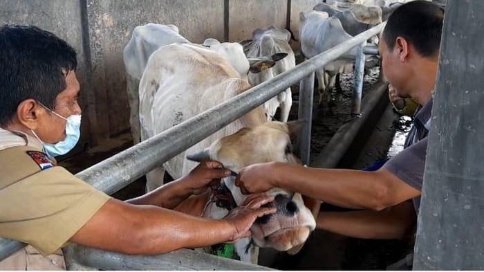 Ratusan sapi perah di Bogor divaksinasi PMK