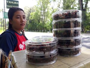 Pengin Makan Masakan Laron dan Belalang Khas Gunungkidul tapi Alergi?