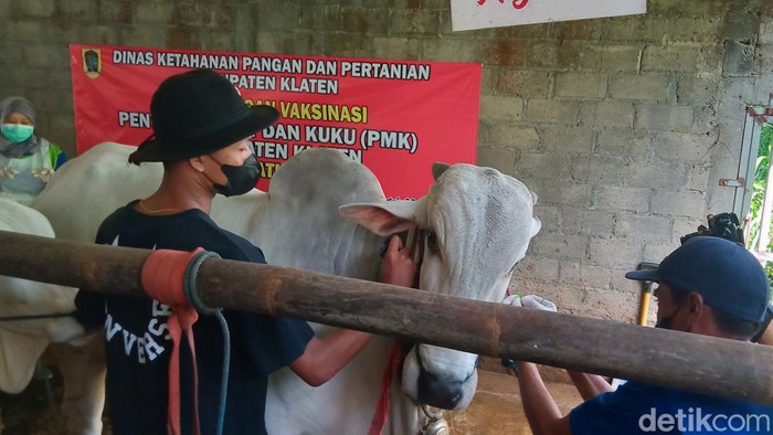Vaksinasi PMK tahap pertama pada ternak sapi di Desa Socakangsi, Kecamatan Jatinom, Klaten, Selasa (28/6/2022).