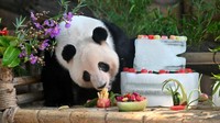 Panda Raksasa di China Dapat Kado Kue Ultah dari Es Lho