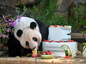 Panda Raksasa di China Dapat Kado Kue Ultah dari Es Lho