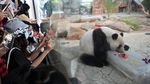Panda Raksasa di China Dapat Kado Kue Ultah dari Es Lho